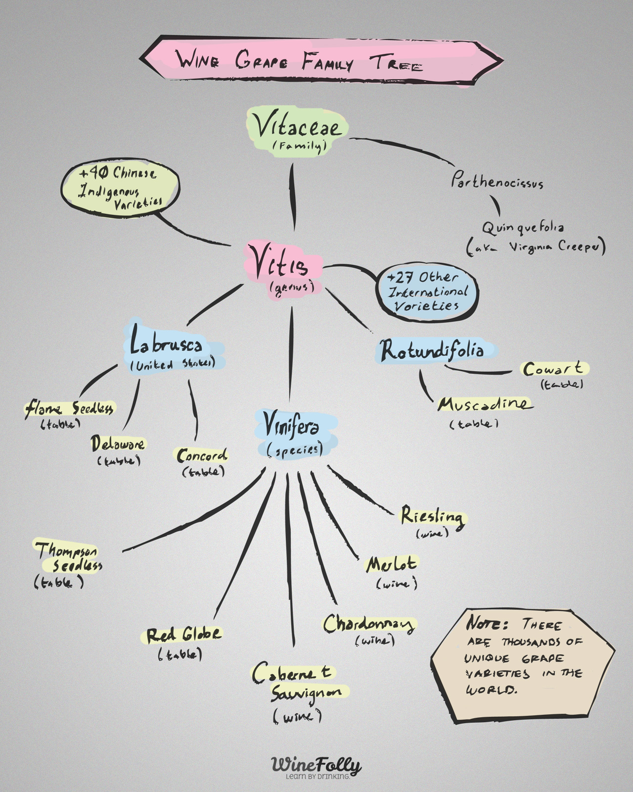 Wine Grape Vitis Genus Species Family Tree Wine Grape Vitis Genus Species Family Tree